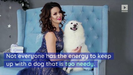 6 Dog Breeds That Are Happy Home Alone