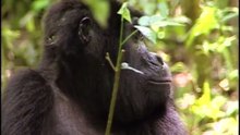 The First Human (Evolution Documentary) | Timeline