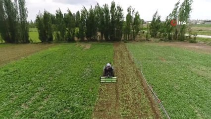 Satamadıkları ıspanağı tarlaya gömdüler