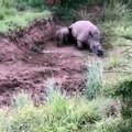 Baby Rhino Trying to wake it's Mother killed By Poachers!
