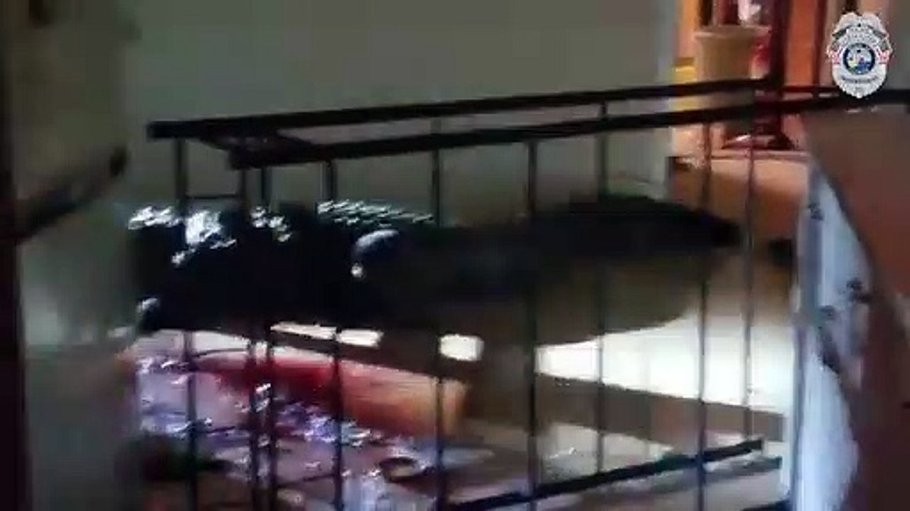Alligator Breaks into home in Clearwater Florida!