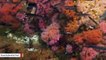 Expedition Crew Spots Anemone Fields That look Like Undersea Flower Gardens