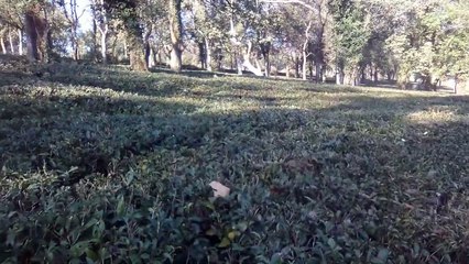 Taragarh Tea Garden On Palampur Baijnath Highway