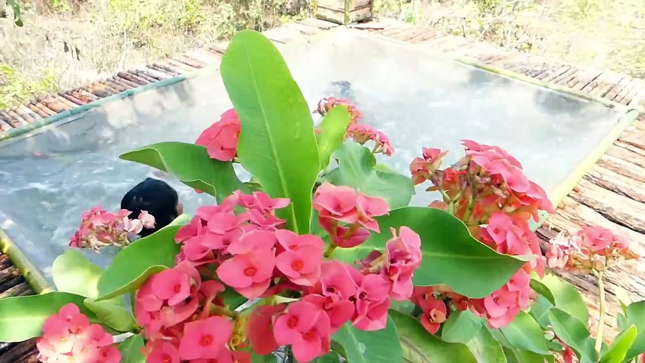 Amazing Build Swimming Pool Using Wooden Brick On Villa House bamboo