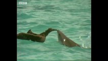 Bird Vs Shark - Trials Of Life - BBC Earth