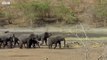 Elephants Under Threat of A Cull - The Long Walk Home - BBC Earth