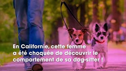 Elle découvre avec horreur sur sa vidéo-surveillance ce que fait sa dog-sitter au lieu de s’occuper de ses chiens