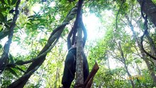 How to Build The Most Incredible Jungle Tree house by Ancient Skills