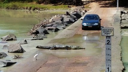 Effrayant : quand un crocodile te coupe la route