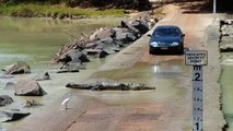 Effrayant : quand un crocodile te coupe la route