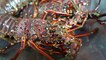 Street Food Market Discovery | Japanese Food - RED LOBSTER Scorpion Crabs Blue Crab Sashimi Teruzushi Japan