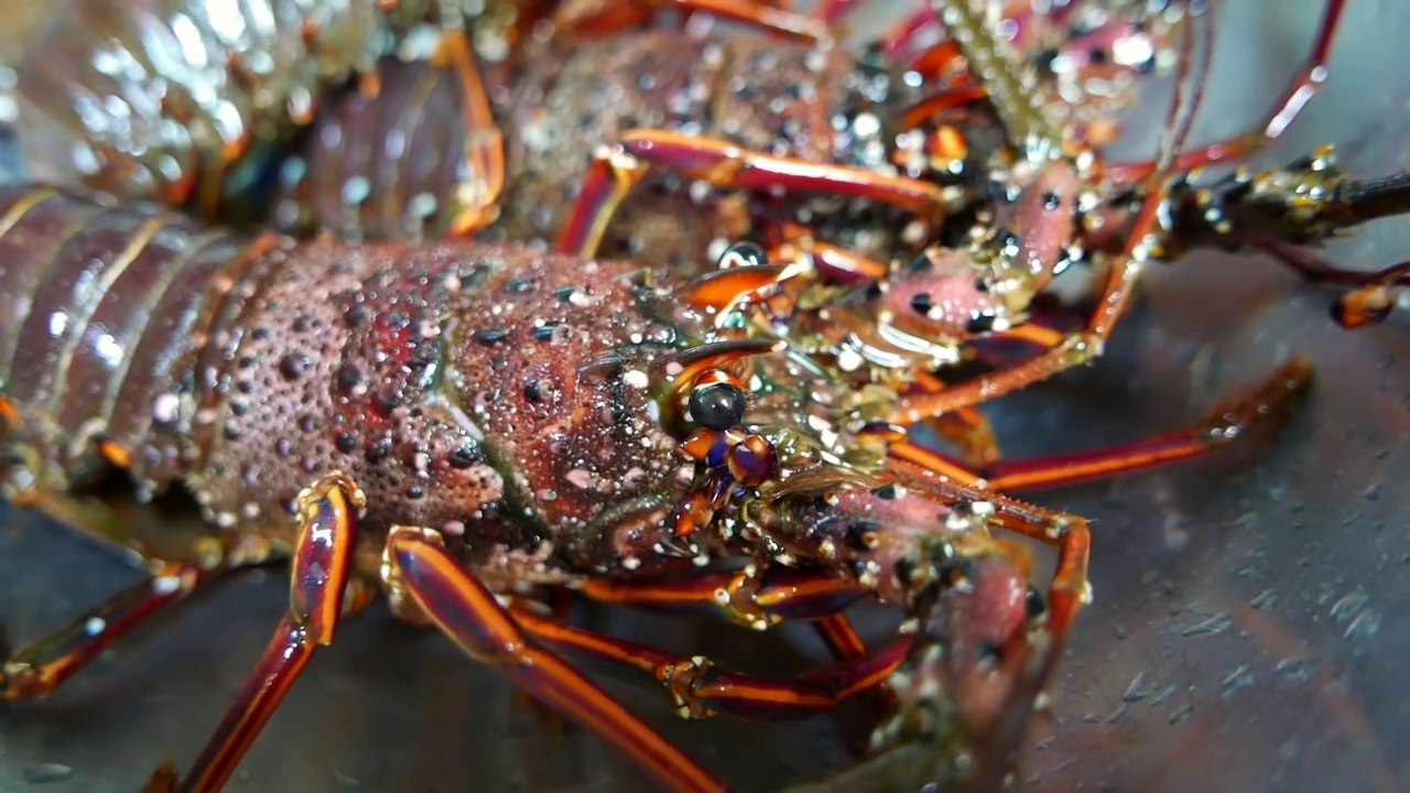 Street Food Market Discovery | Japanese Food - RED LOBSTER Scorpion Crabs Blue Crab Sashimi Teruzushi Japan