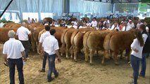 Aquitanima 2019 - Vente aux enchères d’animaux de boucherie de race MILLESIME LIMOUSIN