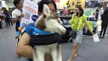 Cute Dogs At Bangkok Pet Show