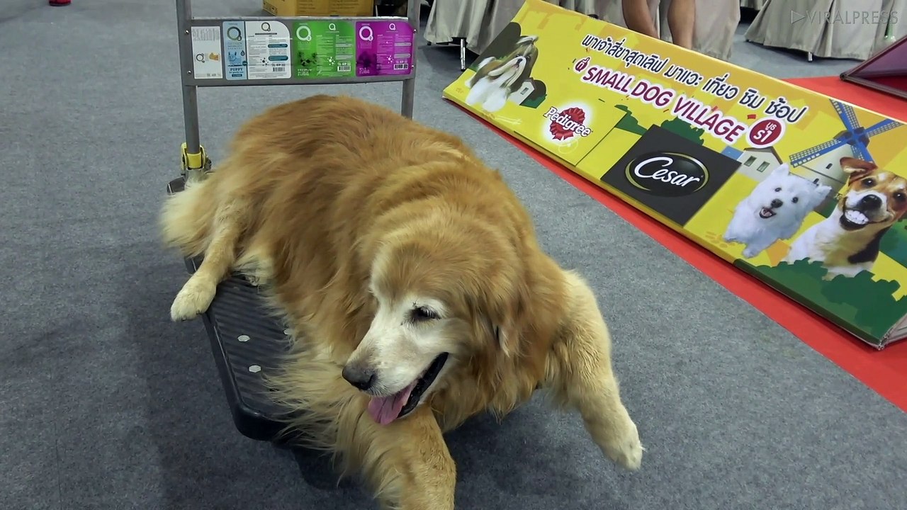 Golden Retriever Rests On Trolley