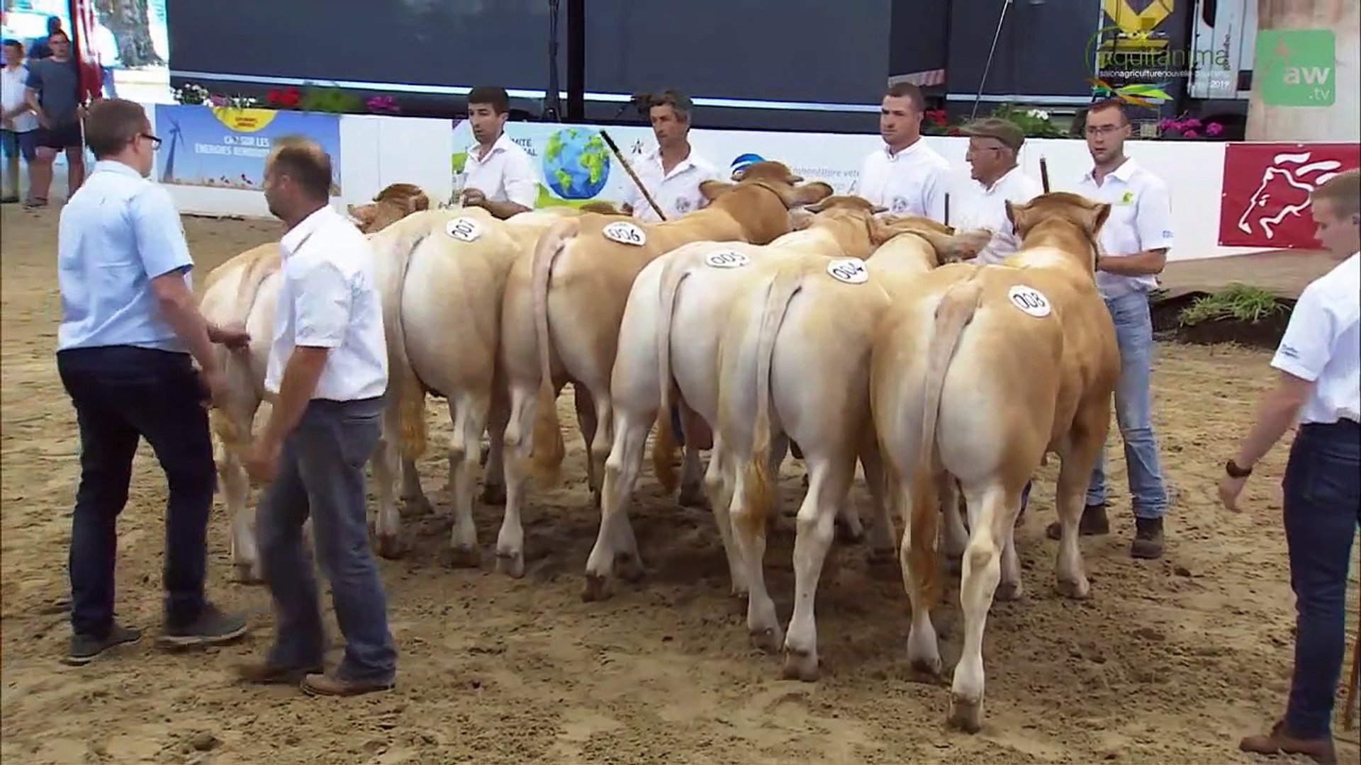 Aquitanima 2019 Concours Interregional De La Race Blonde D