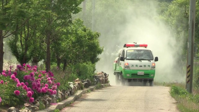 北 아프리카돼지열병 차단...방역 비상 / YTN