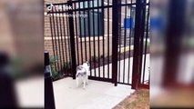 Dogs And Owners Are Best Friends - Dog reaction to Owner Back Home
