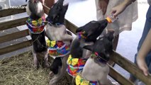 Piglets bottle-fed at Thailand pet show