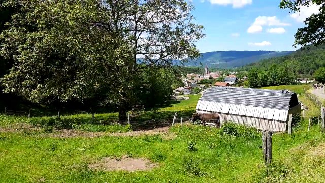 Un samedi avec les ânes de l'asinerie des Hautes-Vosges à Vecoux