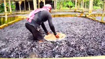 Hybrid Magur Fish Farming Business in India -  Catfish Farming