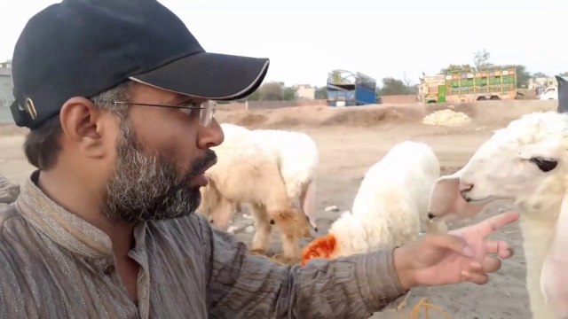 Pakistani Pure Sargodha Kajla Konsa Hota hai - Kiya Nishaniyan Hoti hain - Pure Len Bakra Eid (2018)