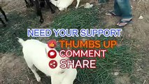 PURE - Barbari Goat - Barbari Goats for Sale in Lahore Bakra Mandi for Qurbani Eid 2018