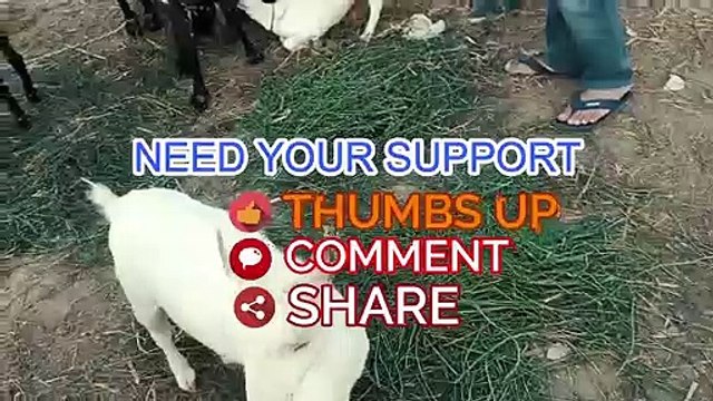 PURE - Barbari Goat - Barbari Goats for Sale in Lahore Bakra Mandi for Qurbani Eid 2018