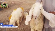 PURE - KAJLA CHATRA - HY K NI - BAKRA EID 2018 - 2019 MEN CHEEZ K PAISE AINWAIN NAHI ITNE MANGE GY !