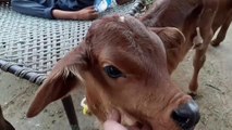 PURE SAHIWAL COW CALF - Nili Ravi Calf - Desi Pakistani Sahiwal Cow Calf in Cow Mandi (2018)