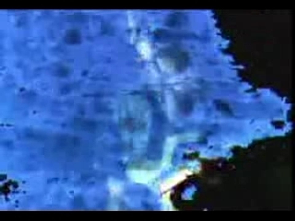 W_E_B__-_Cockroach