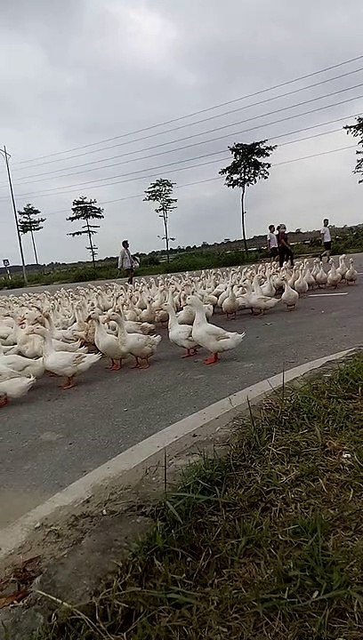Duck flocks in an urban area make people give way
