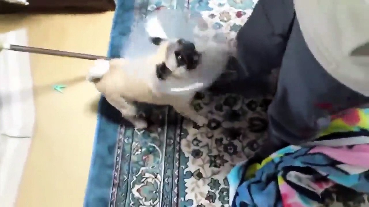 TOP 10 dog barking videos compilation ♥ Dog barking sound - Funny dogs