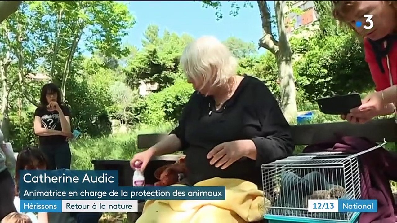 Nature : une femme recueille et soigne des hérissons