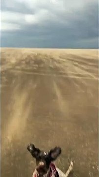 Oreilles dans le vent, ce chien est suspendu dans les airs !