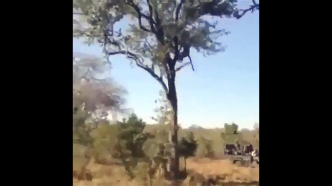 Un bébé léopard dans un arbre sauvé par sa mère d'une façon incroyable