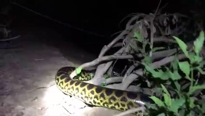 Ils filment un énorme anaconda de nuit dans la jungle