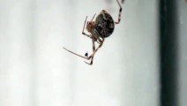 Cette araignée a peur... des araignées! Bizarre
