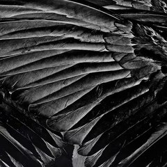 Beşiktaş, Abdullah Avcı'yı bu video ile duyurdu