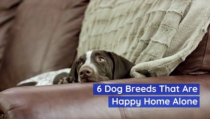 These Dogs Are Ok If You Leave For The Day