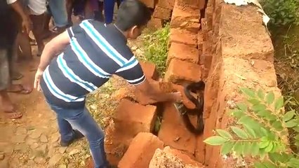 Ils trouvent un énorme cobra royal piégé dans un mur