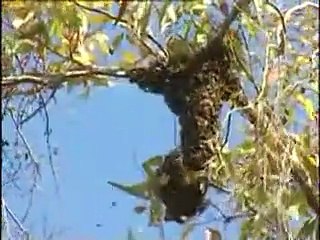 ARICILIK-YAYÇEP VİDEO 4. BÖLÜM