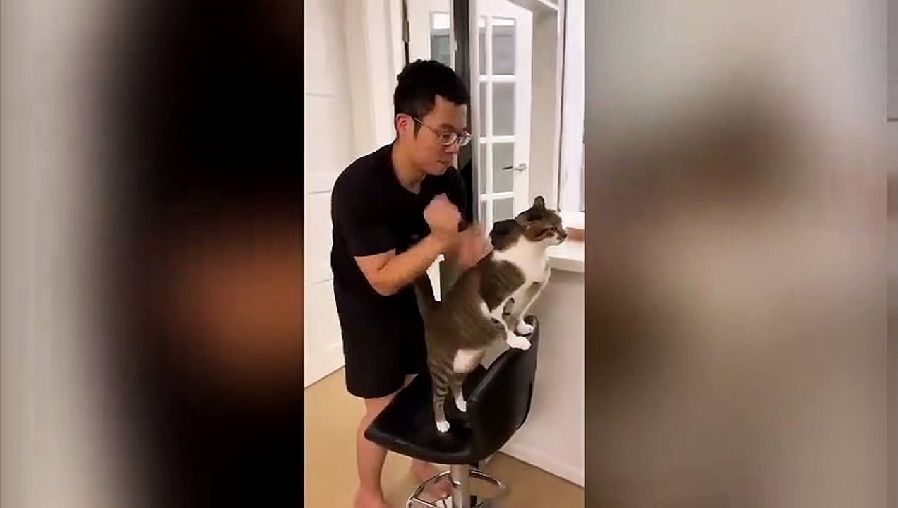 Masseur pour chat, une vocation !