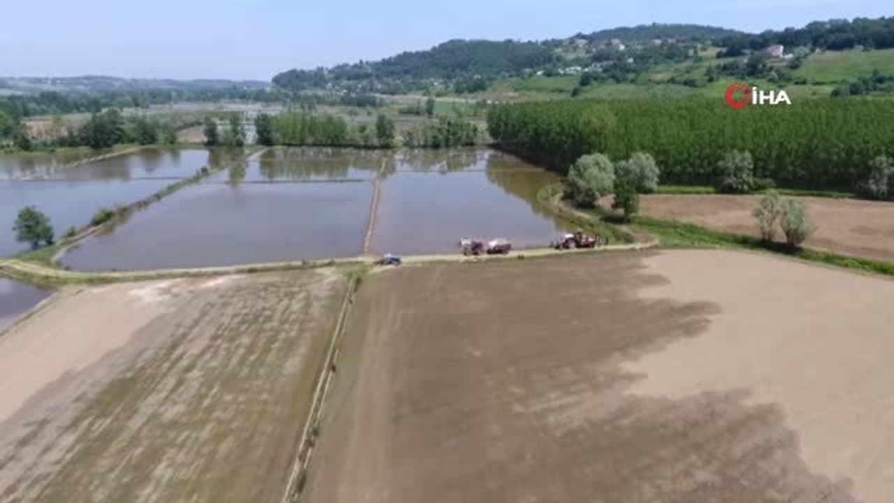 Türkiye'nin en kuzeyinde çeltik ekimi başladı...Çeltik ekimi yapılan bölge havadan görüntülendi