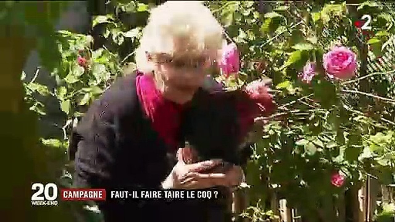 Campagne : le coq chante-t-il trop fort ?