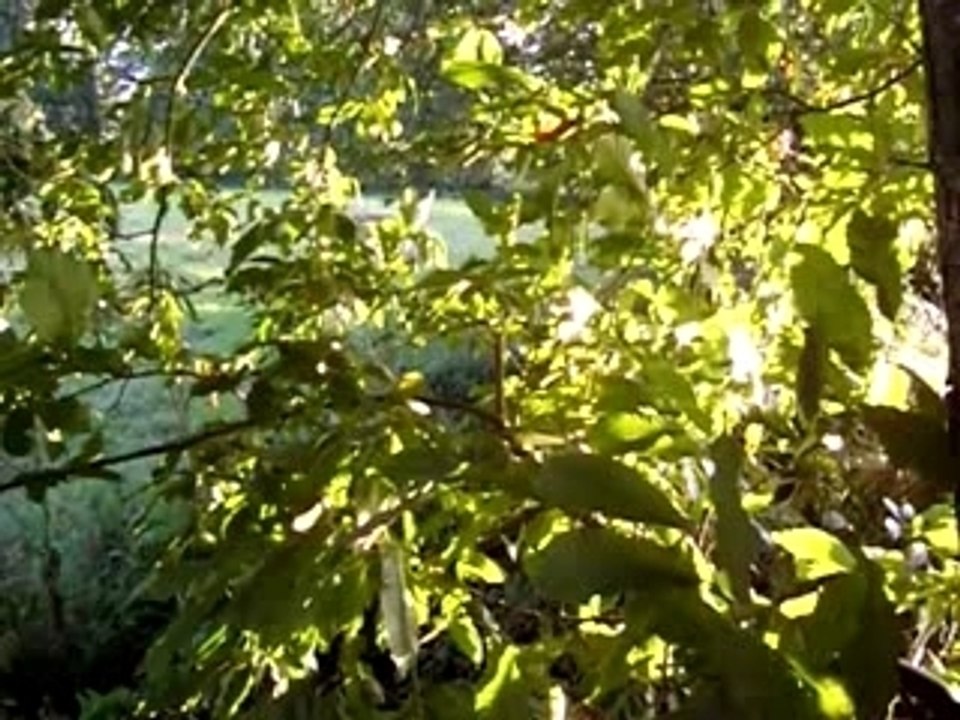 vent et soleil dans les branches d'un arbre