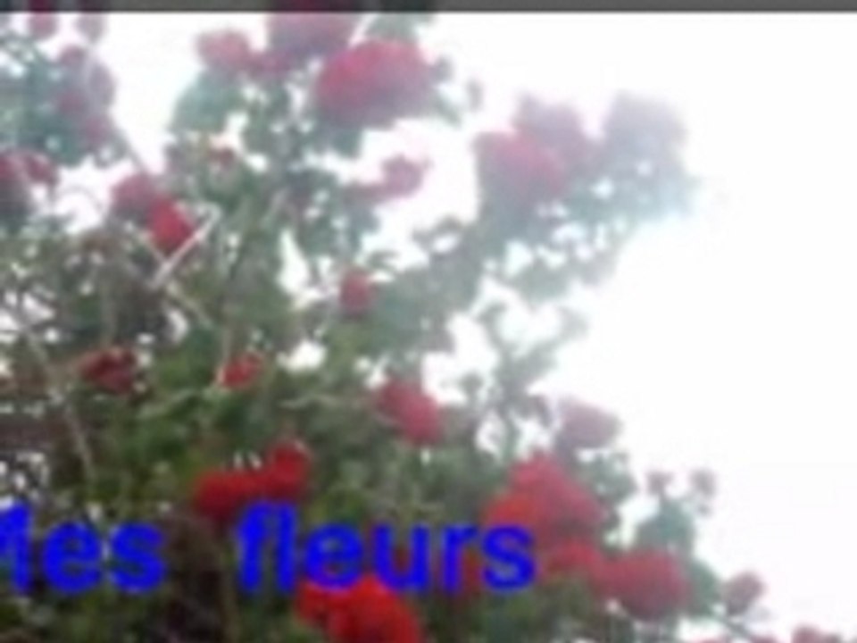 Ile 2 la reunion