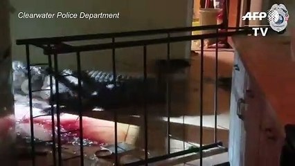 Un caimán irrumpe en una casa en Florida