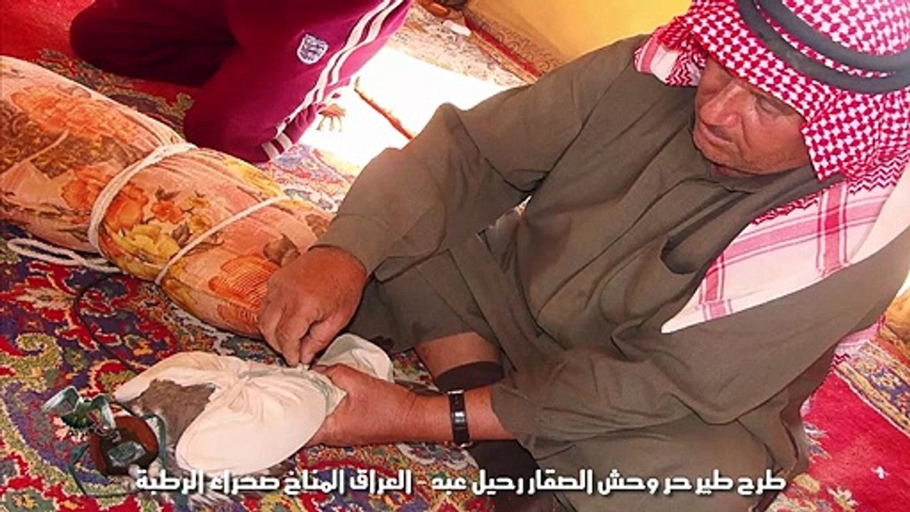 طرح طير العراق المناخ الرطبة  falcon hunting