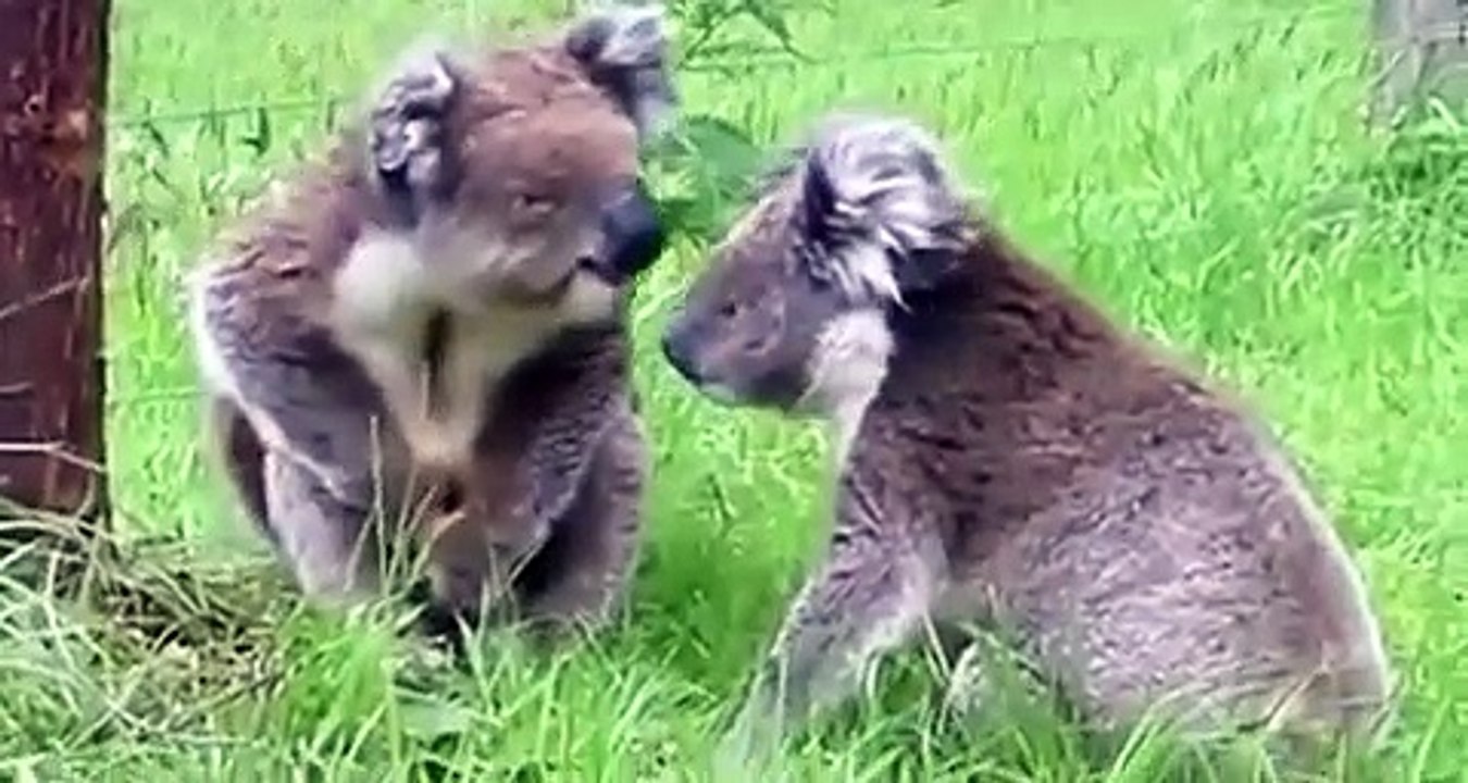 Cercueil de Koala